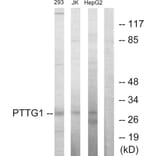 Western Blot - Anti-PTTG1 Antibody (C10252) - Antibodies.com