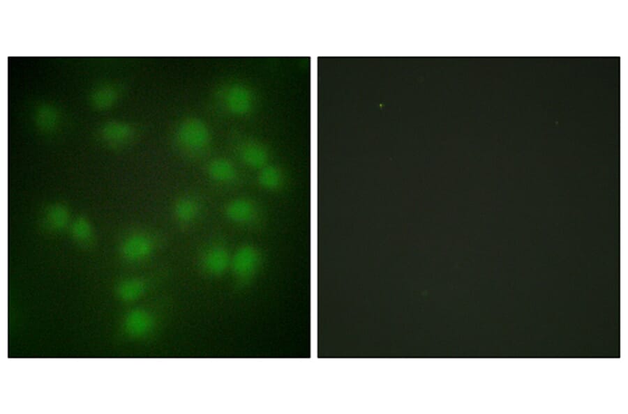 Immunofluorescence - Anti-PTTG1 Antibody (C10252) - Antibodies.com