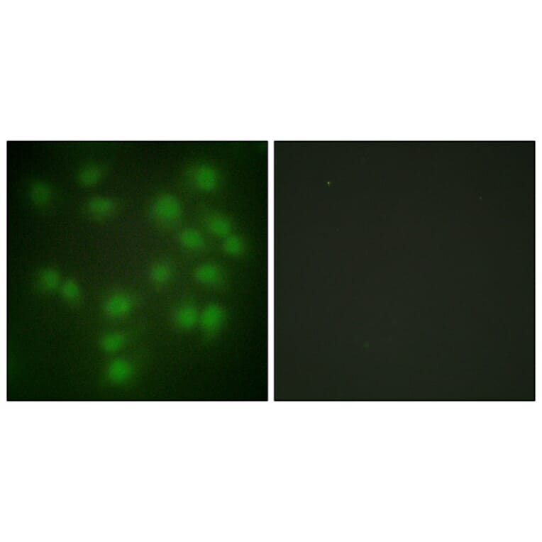 Immunofluorescence - Anti-PTTG1 Antibody (C10252) - Antibodies.com