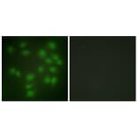 Immunofluorescence - Anti-PTTG1 Antibody (C10252) - Antibodies.com