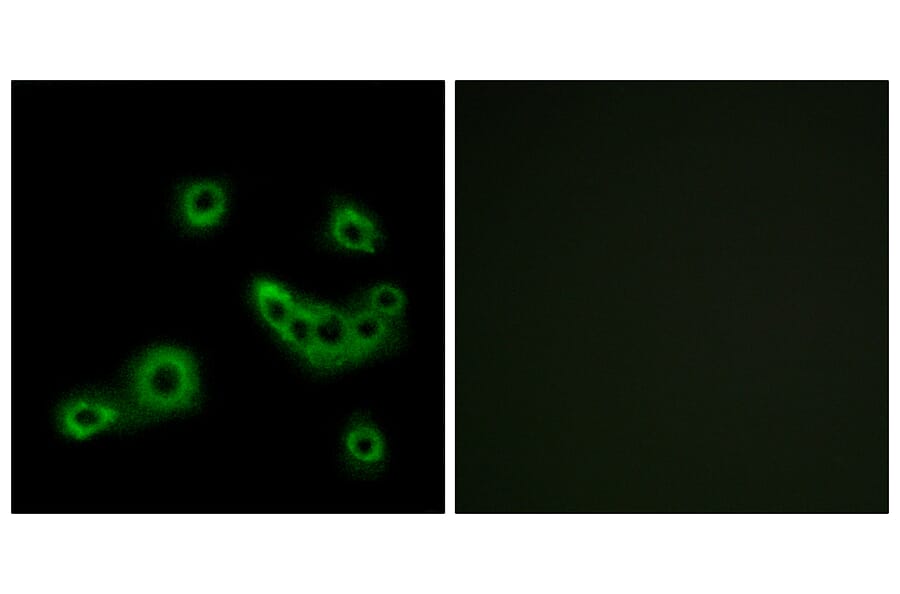 Immunofluorescence - Anti-PEVR2 Antibody (G723) - Antibodies.com