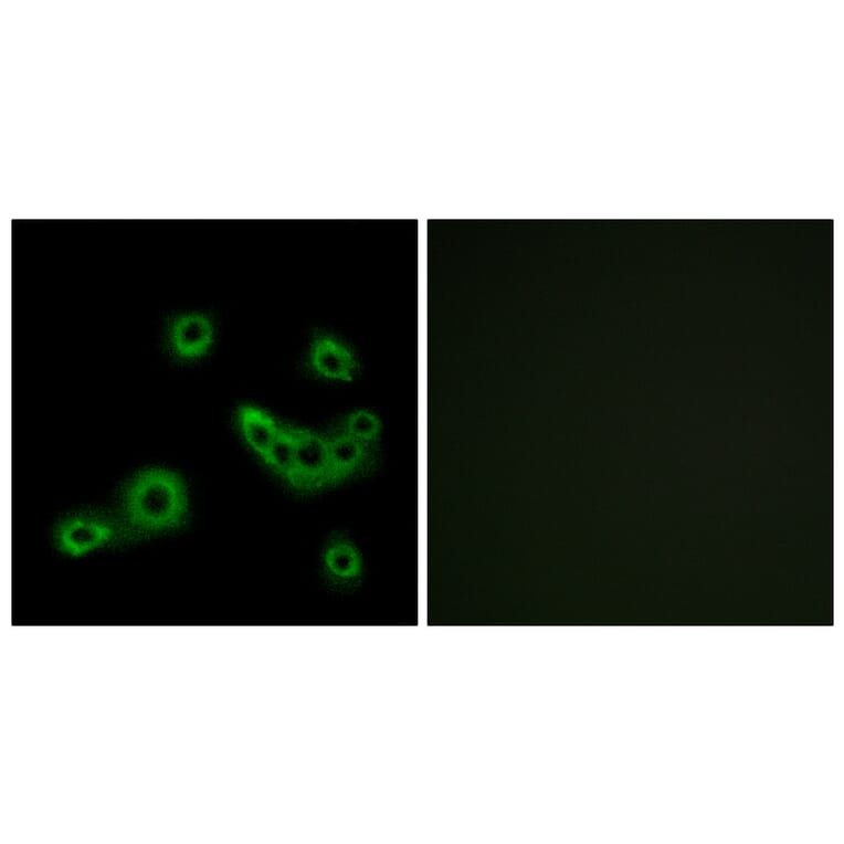 Immunofluorescence - Anti-PEVR2 Antibody (G723) - Antibodies.com