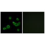 Immunofluorescence - Anti-PEVR2 Antibody (G723) - Antibodies.com