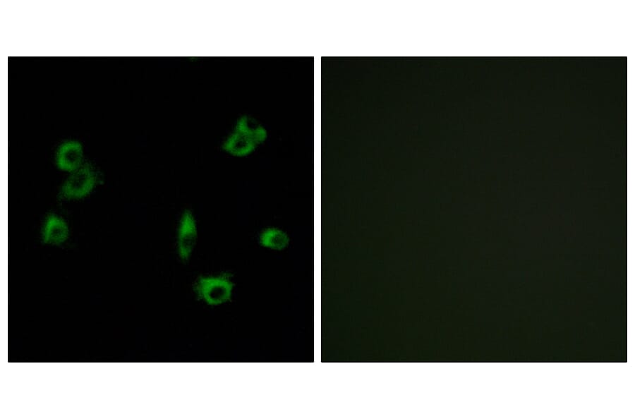 Immunofluorescence - Anti-PEVR1 Antibody (G722) - Antibodies.com