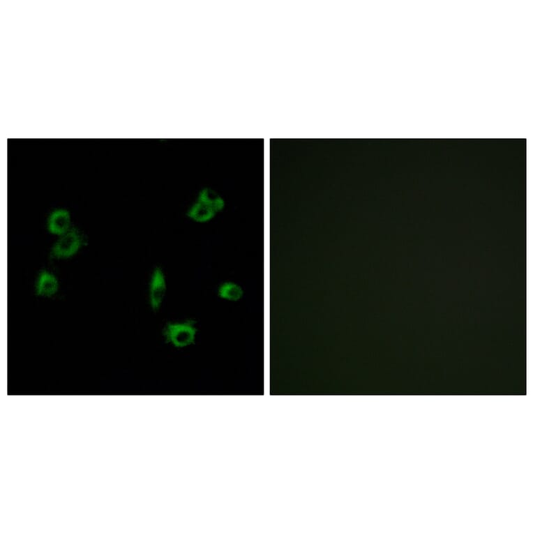 Immunofluorescence - Anti-PEVR1 Antibody (G722) - Antibodies.com