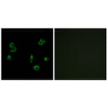 Immunofluorescence - Anti-PEVR1 Antibody (G722) - Antibodies.com