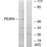 Western Blot - Anti-PE2R4 Antibody (G099) - Antibodies.com