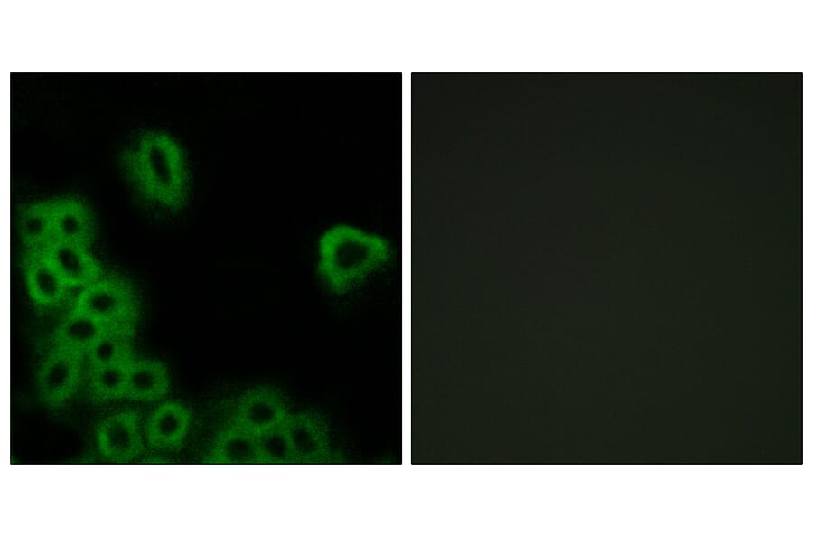 Immunofluorescence - Anti-PE2R4 Antibody (G099) - Antibodies.com