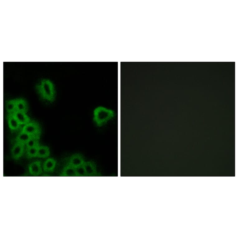 Immunofluorescence - Anti-PE2R4 Antibody (G099) - Antibodies.com