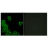 Immunofluorescence - Anti-PE2R4 Antibody (G099) - Antibodies.com