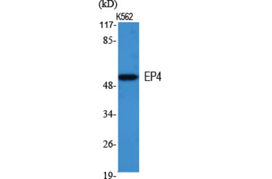 Western Blot - Anti-PE2R4 Antibody (G099) - Antibodies.com