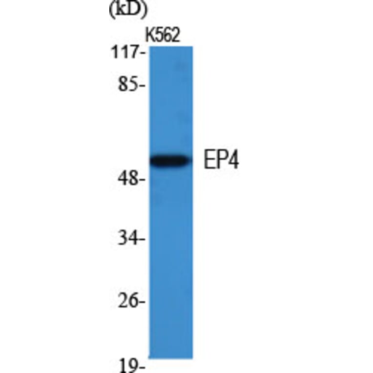 Western Blot - Anti-PE2R4 Antibody (G099) - Antibodies.com