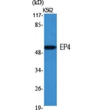 Western Blot - Anti-PE2R4 Antibody (G099) - Antibodies.com