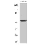 Western Blot - Anti-PE2R4 Antibody (G099) - Antibodies.com