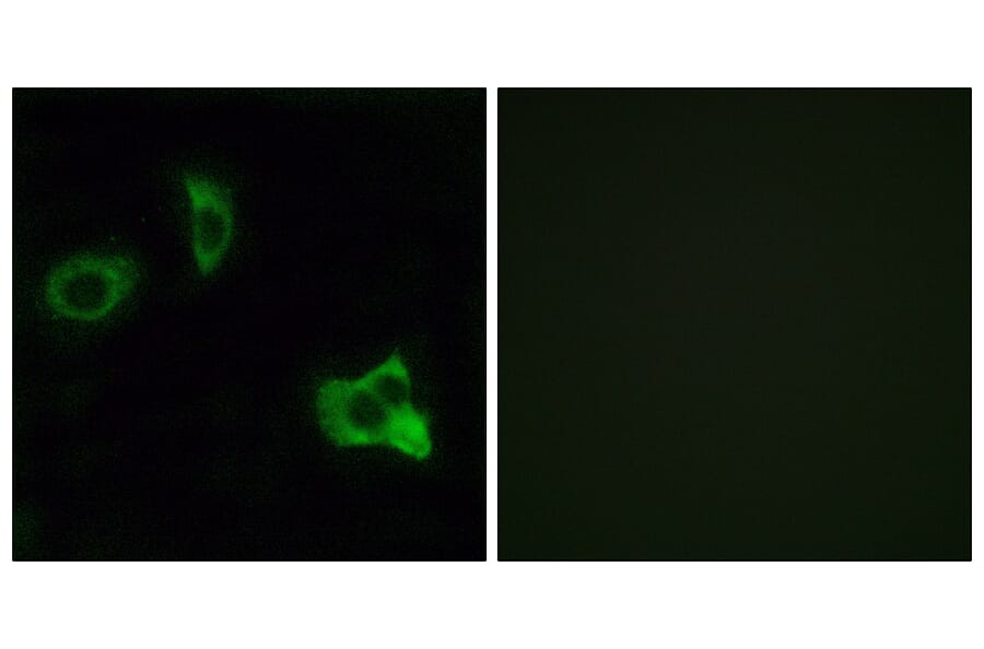 Immunofluorescence - Anti-OXER1 Antibody (G937) - Antibodies.com