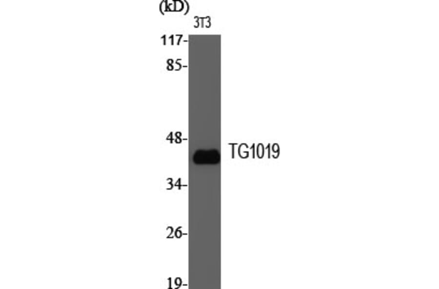 Western Blot - Anti-OXER1 Antibody (G937) - Antibodies.com