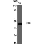 Western Blot - Anti-OXER1 Antibody (G937) - Antibodies.com