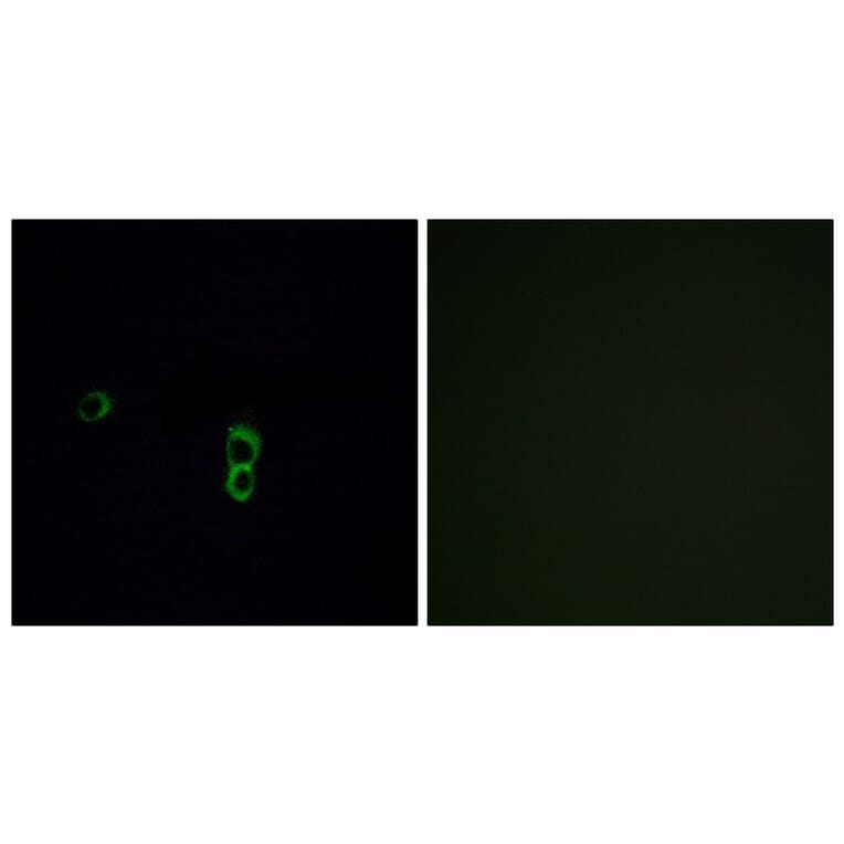 Immunofluorescence - Anti-OR9Q1 Antibody (G701) - Antibodies.com