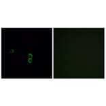 Immunofluorescence - Anti-OR9Q1 Antibody (G701) - Antibodies.com