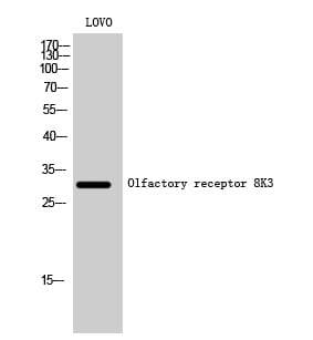 Western blot analysis of LOVO cells using Anti-OR8K3 Antibody.