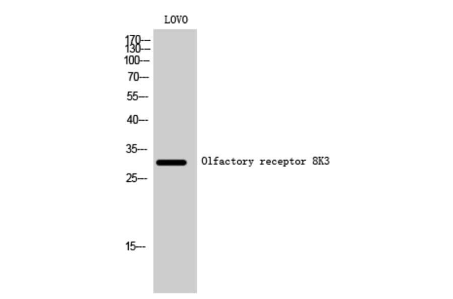 Western Blot - Anti-OR8K3 Antibody (G934) - Antibodies.com