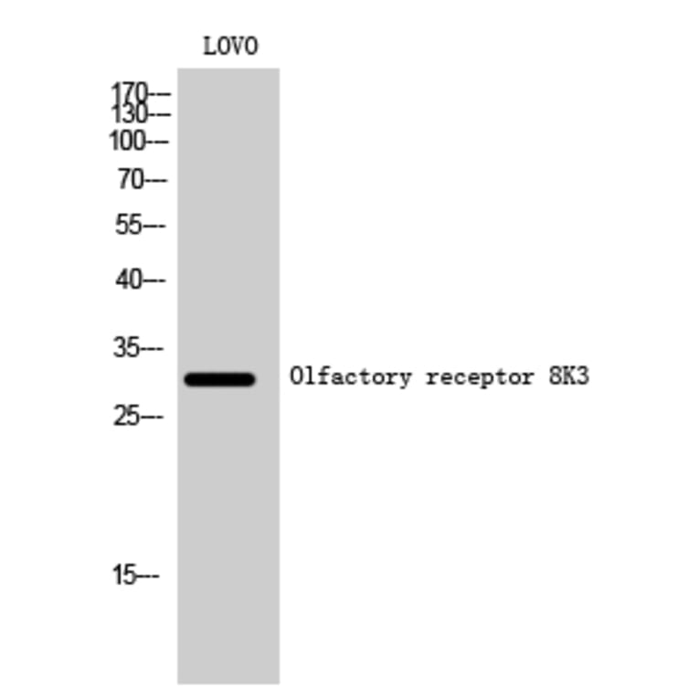 Western Blot - Anti-OR8K3 Antibody (G934) - Antibodies.com