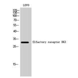 Western Blot - Anti-OR8K3 Antibody (G934) - Antibodies.com