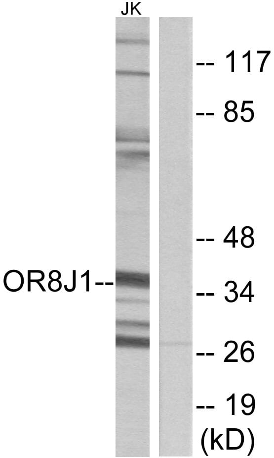 Western blot analysis of lysates from Jurkat cells using Anti-OR8J1 Antibody. The right hand lane represents a negative control, where the antibody is blocked by the immunising peptide.