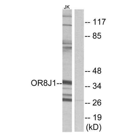 Western Blot - Anti-OR8J1 Antibody (G691) - Antibodies.com