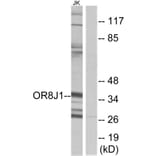 Western Blot - Anti-OR8J1 Antibody (G691) - Antibodies.com