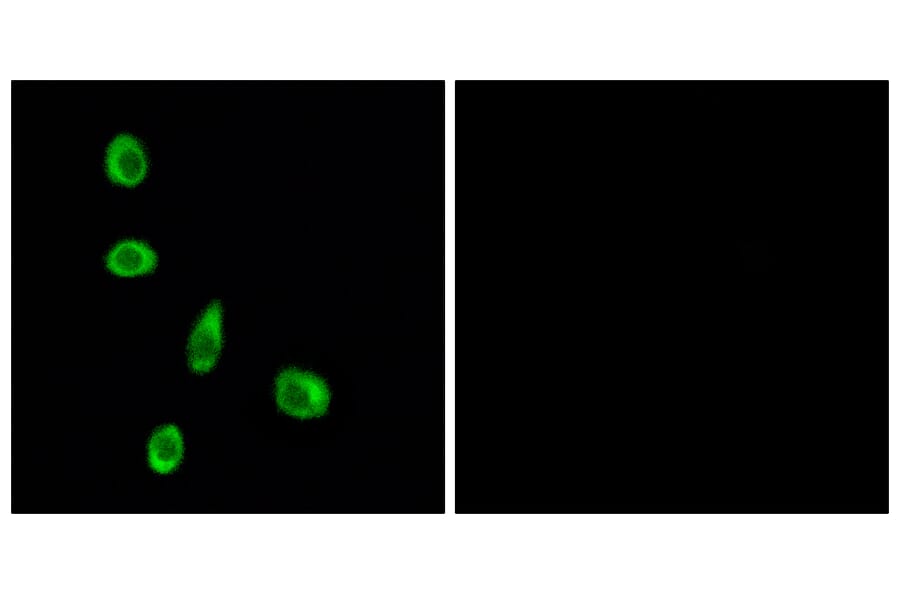 Immunofluorescence - Anti-OR8J1 Antibody (G691) - Antibodies.com