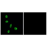 Immunofluorescence - Anti-OR8J1 Antibody (G691) - Antibodies.com