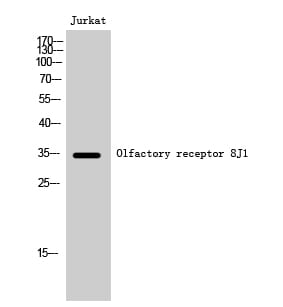 Western blot analysis of Jurkat cells using Anti-OR8J1 Antibody.