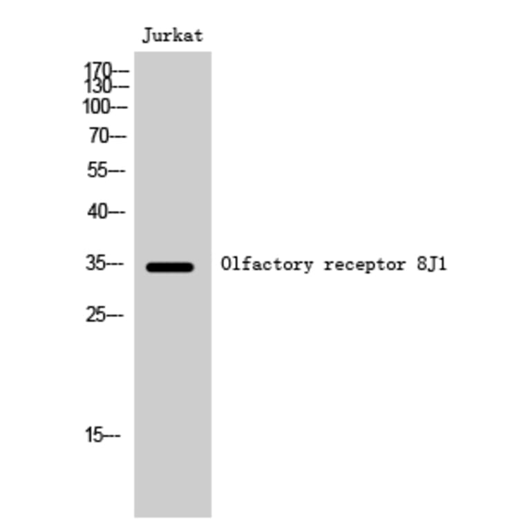Western Blot - Anti-OR8J1 Antibody (G691) - Antibodies.com