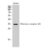 Western Blot - Anti-OR8J1 Antibody (G691) - Antibodies.com