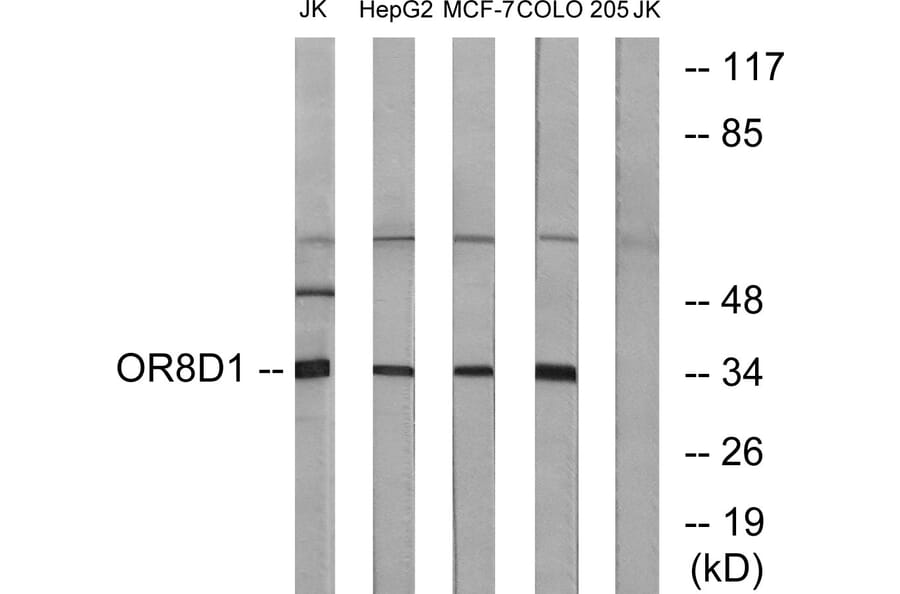 Western Blot - Anti-OR8D1 Antibody (G931) - Antibodies.com