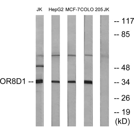 Western Blot - Anti-OR8D1 Antibody (G931) - Antibodies.com