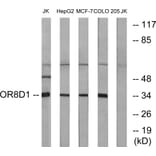 Western Blot - Anti-OR8D1 Antibody (G931) - Antibodies.com