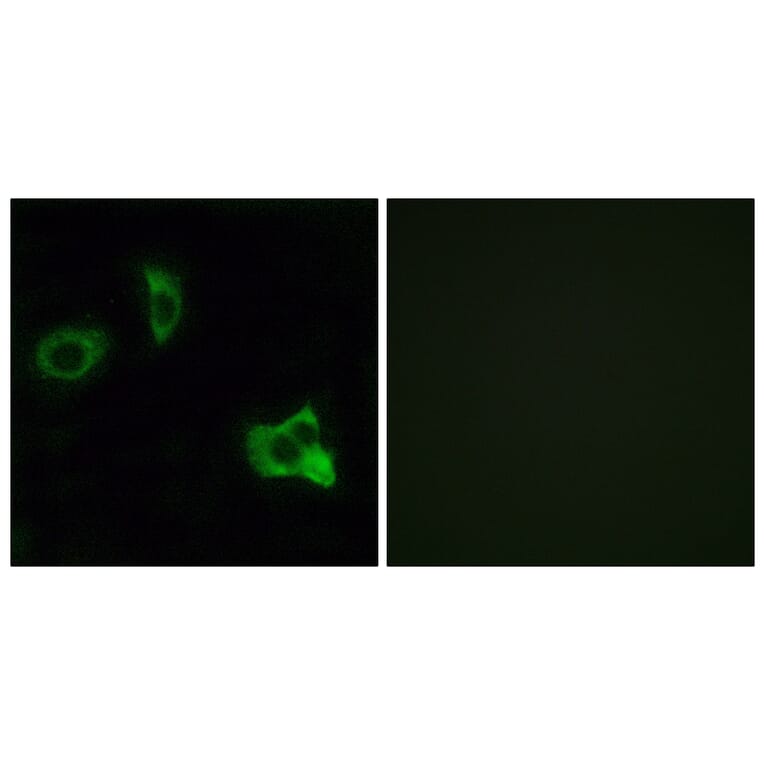 Immunofluorescence - Anti-OR8D1 Antibody (G931) - Antibodies.com