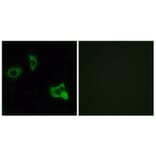 Immunofluorescence - Anti-OR8D1 Antibody (G931) - Antibodies.com