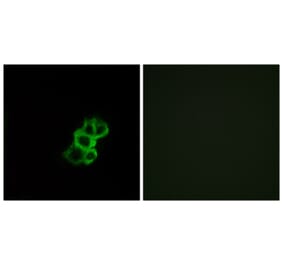 Immunofluorescence - Anti-OR8B4 Antibody (G929) - Antibodies.com