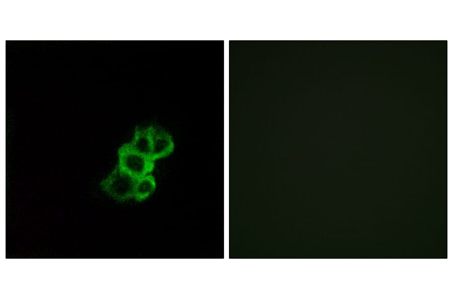 Immunofluorescence - Anti-OR8B4 Antibody (G929) - Antibodies.com