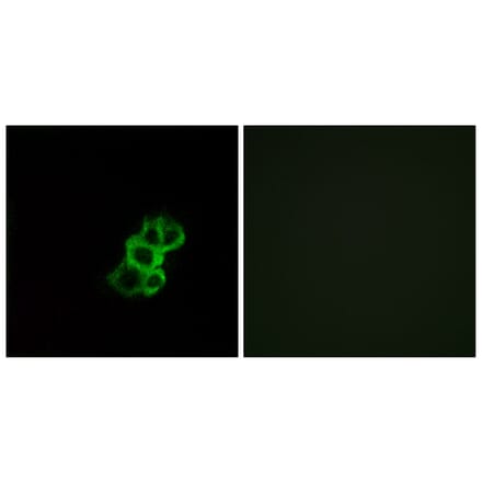 Immunofluorescence - Anti-OR8B4 Antibody (G929) - Antibodies.com