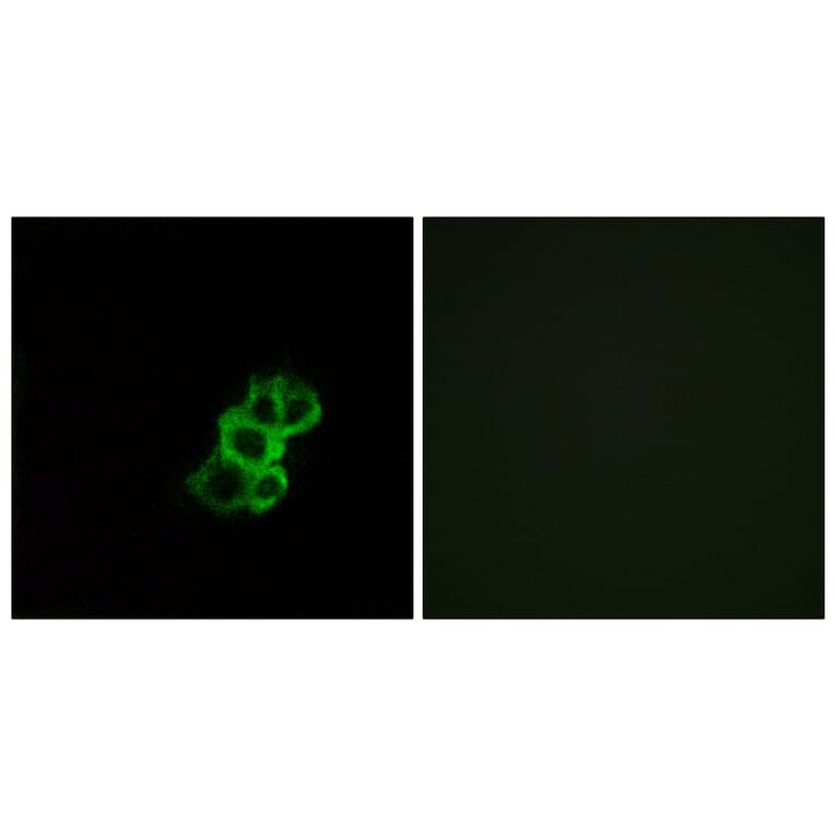 Immunofluorescence - Anti-OR8B4 Antibody (G929) - Antibodies.com
