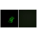 Immunofluorescence - Anti-OR8B4 Antibody (G929) - Antibodies.com
