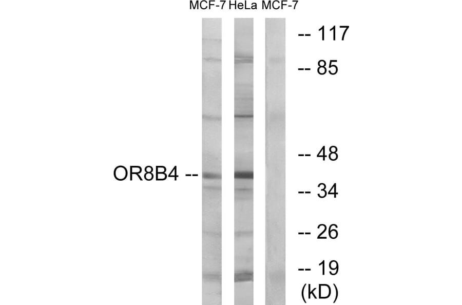 Western Blot - Anti-OR8B4 Antibody (G929) - Antibodies.com