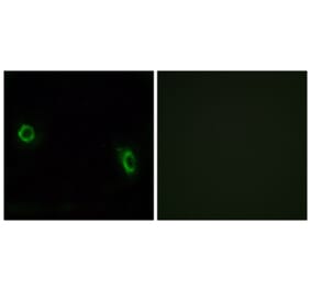 Immunofluorescence - Anti-OR6J1 Antibody (G922) - Antibodies.com