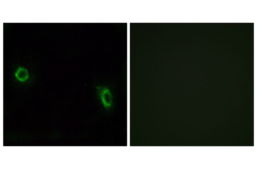 Immunofluorescence - Anti-OR6J1 Antibody (G922) - Antibodies.com