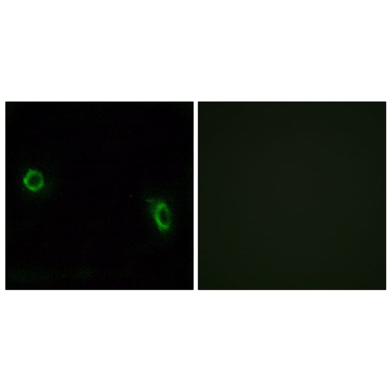 Immunofluorescence - Anti-OR6J1 Antibody (G922) - Antibodies.com