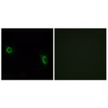 Immunofluorescence - Anti-OR6J1 Antibody (G922) - Antibodies.com